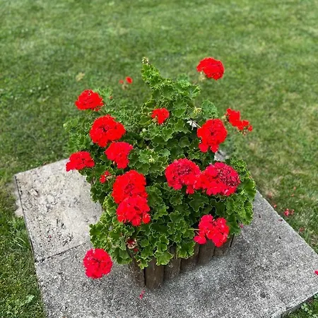 Appartement Royal Towers - 856 *